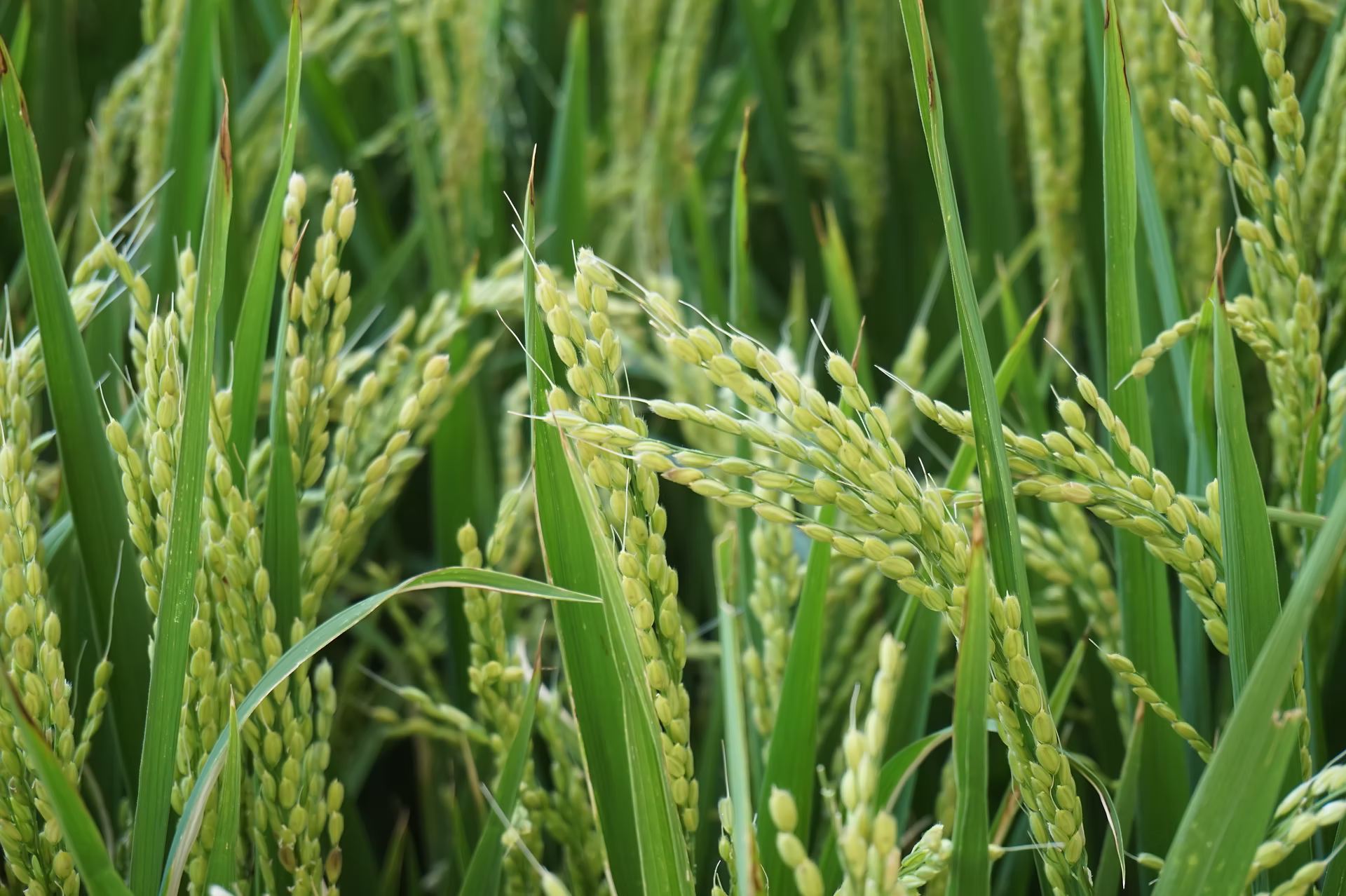 Noble Mills - Top Basmati Rice Manufacturer in the USA